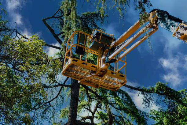 Best Aeration Services  in Strawberry Plains, TN