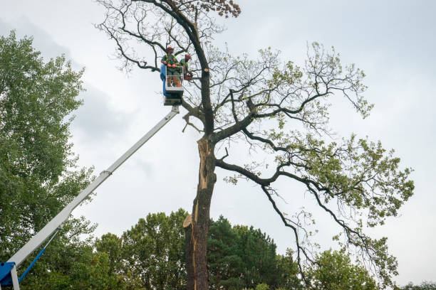 Best Landscape Design and Installation  in Strawberry Plains, TN