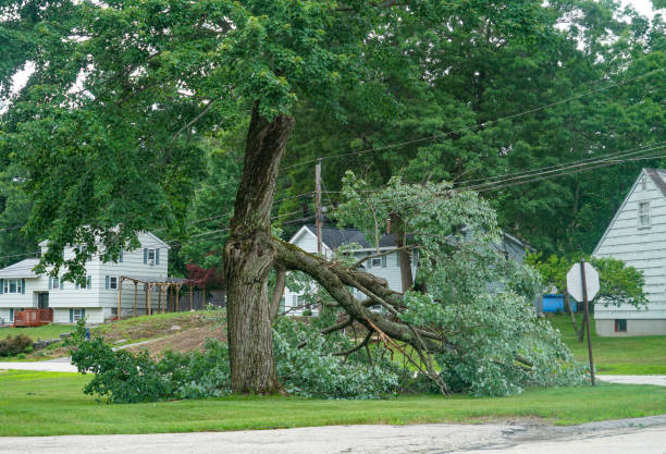 Best Utility Line Clearance  in Strawberry Plains, TN