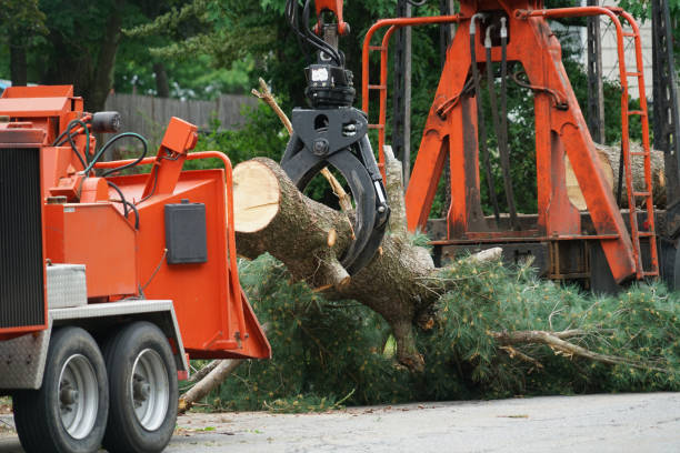 Best Root Management and Removal  in Strawberry Plains, TN