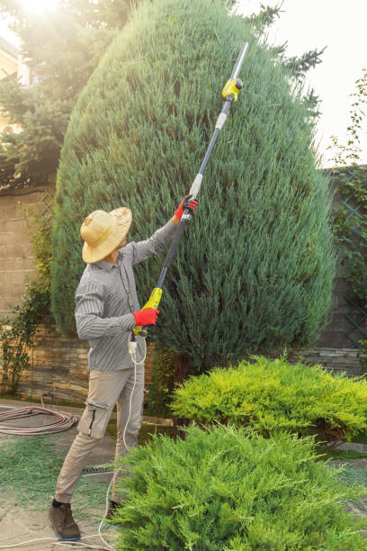 Best Lawn Watering Services  in Strawberry Plains, TN